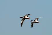 Shelduck